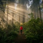 Path through fog representing clearer software vendor security decisions