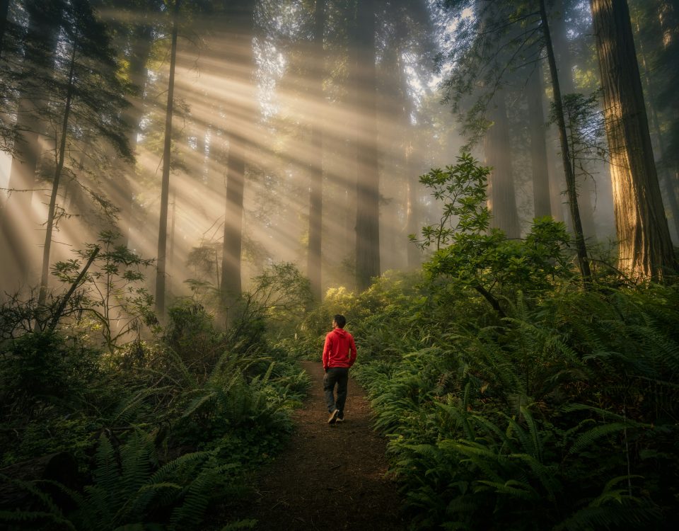 Path through fog representing clearer software vendor security decisions